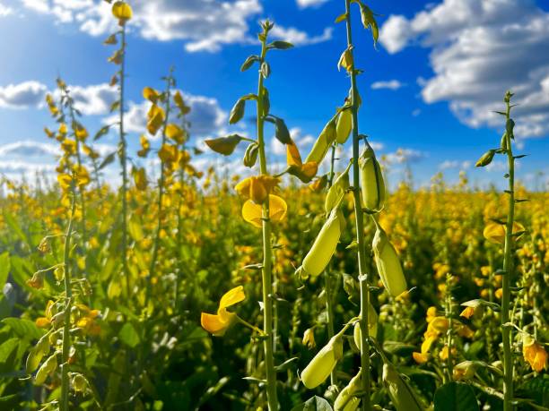 Yellow Forage Peas full grown from seed in Utah