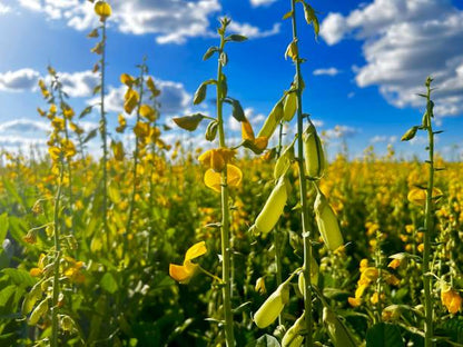 Yellow Forage Peas full grown from seed in Utah