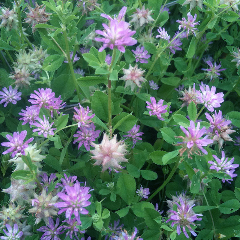 Persian clover full grown from seed in Utah