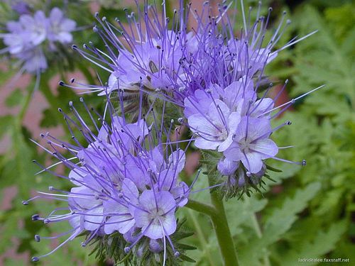 Phacelia full grown from seed in Utah