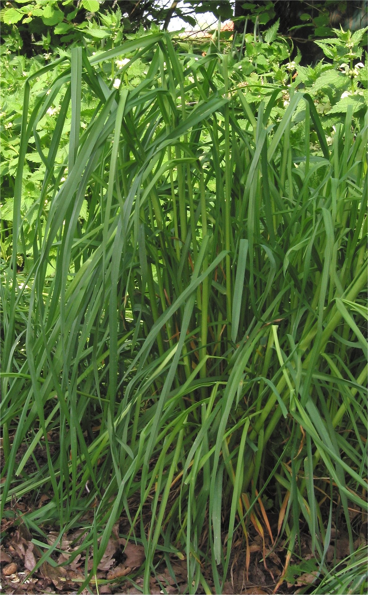 Potomac Orchardgrass full grown from seed in Utah