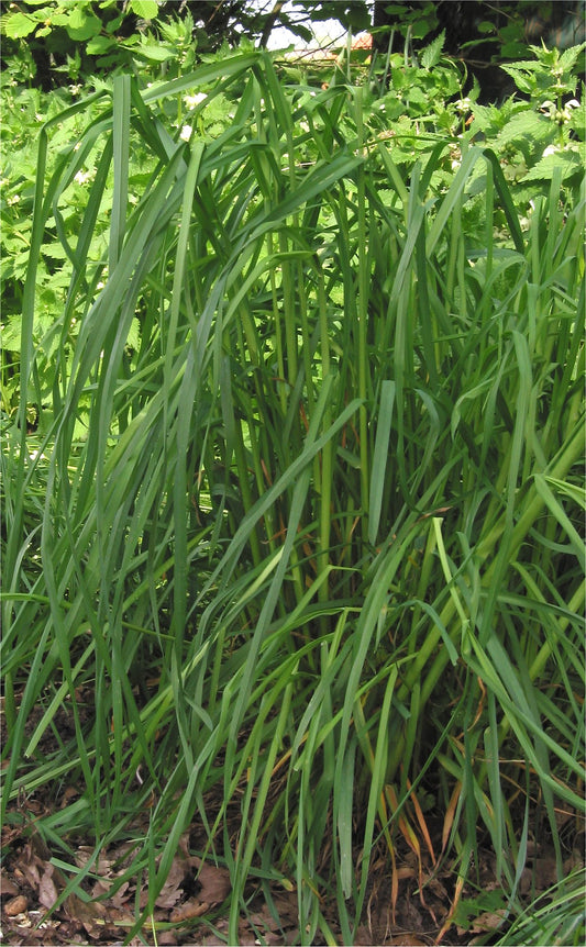 Potomac Orchardgrass full grown from seed in Utah