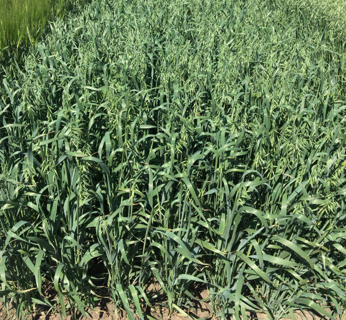 Proleaf Oats full grown from seed in Utah