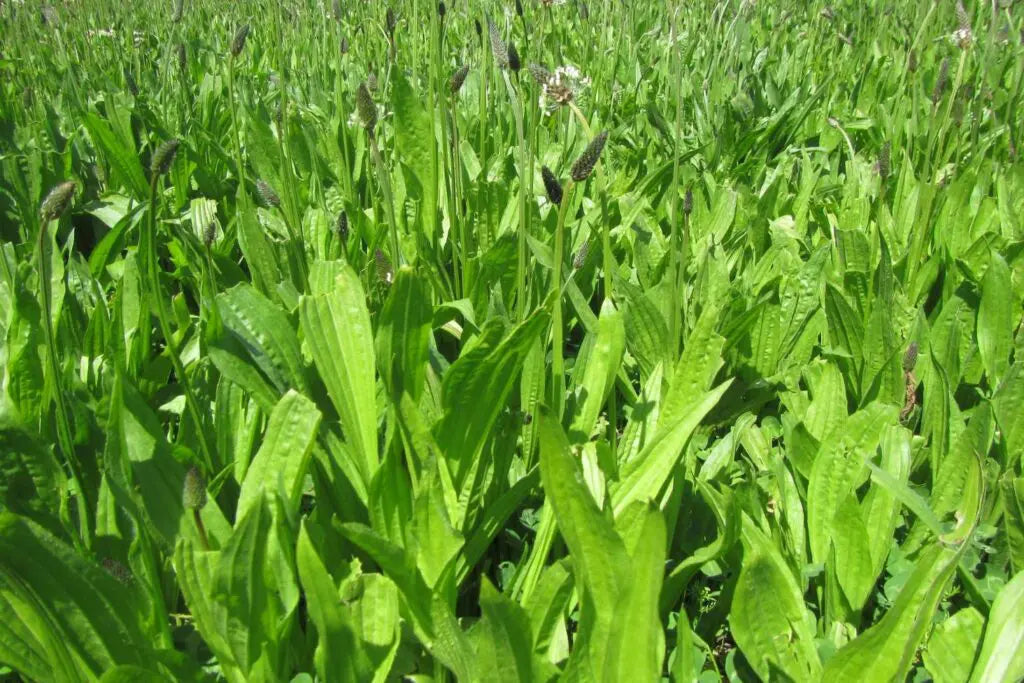 plantain full grown from seed in Utah