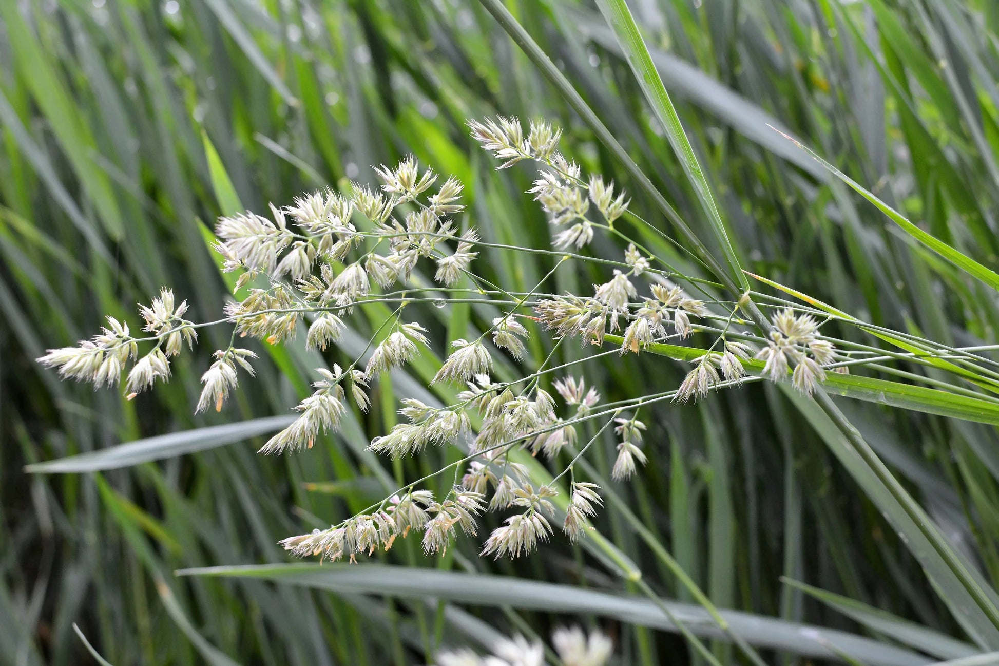 Quickdraw Orchardgrass full grown from seed in Utah
