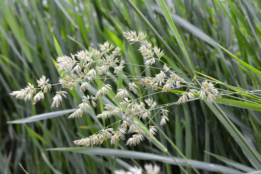 Quickdraw Orchardgrass full grown from seed in Utah