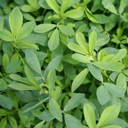 Ranchers Brand alfalfa full grown from seed in Utah