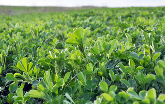 Ranger alfalfa full grown from seed in Utah