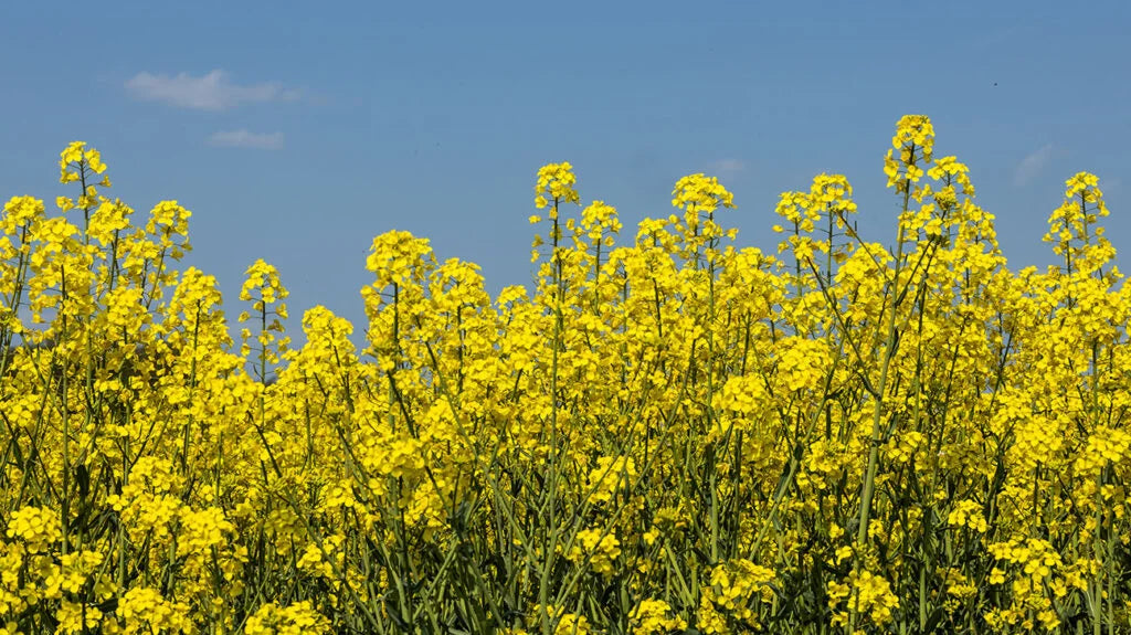 Rape Seed Common full grown from seed in Utah