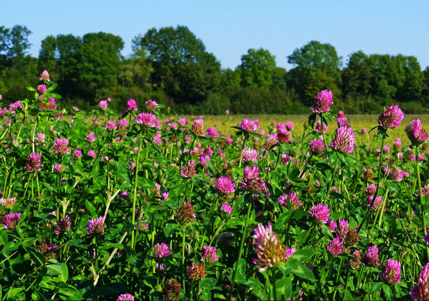 Red Clover full grown from seed in Utah