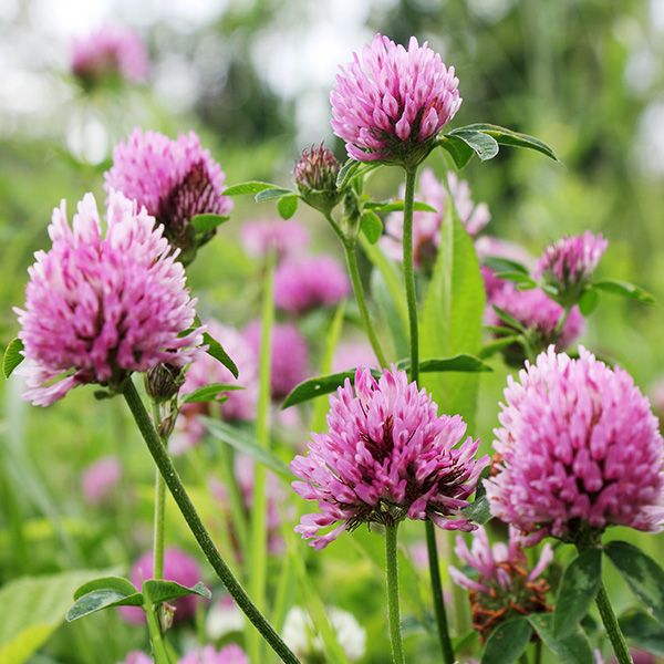 Red Medium Clover full grown from seed in Utah