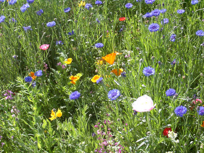 Mountain Wildflower mix full grown from seed in Utah