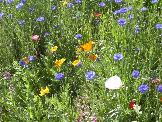 Mountain Wildflower mix full grown from seed in Utah