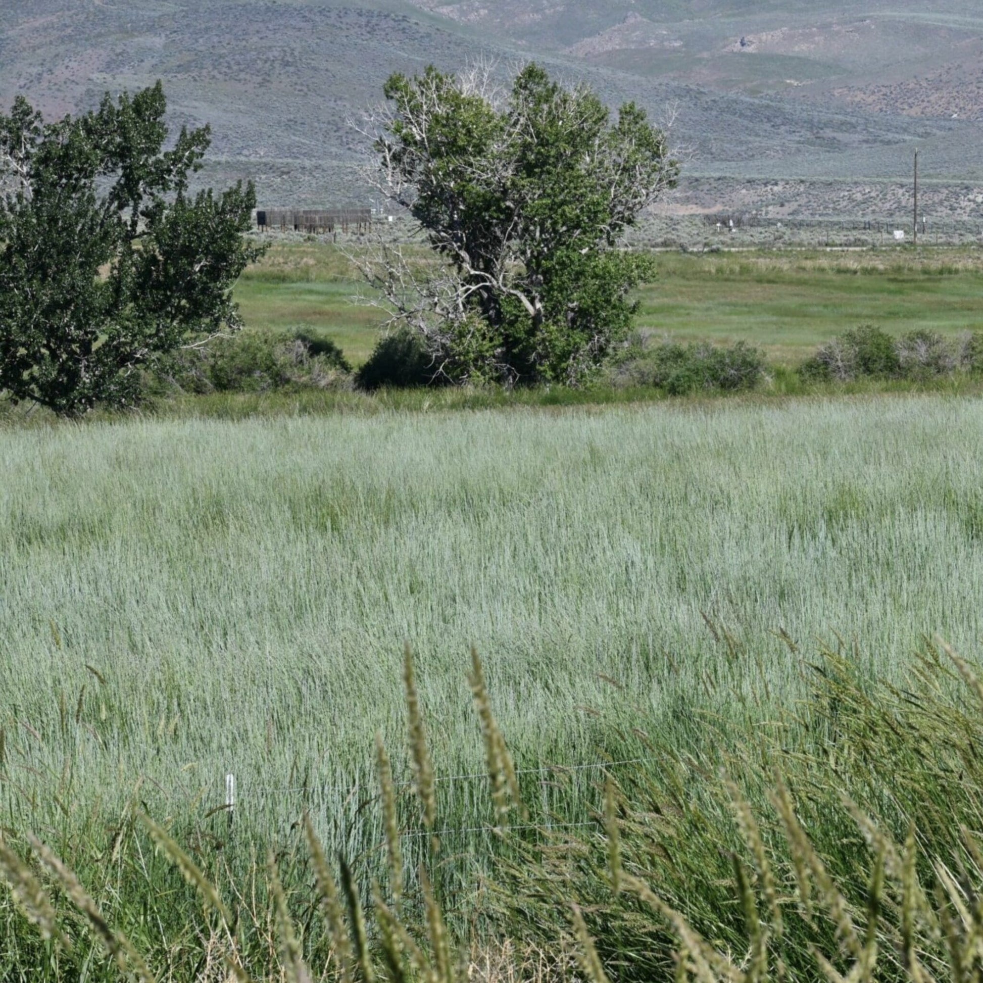 Rush Intermediate Wheatgrass full grown from seed in Utah