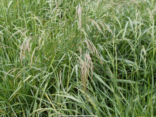 Rustler tall fescue full grown from seed in Utah