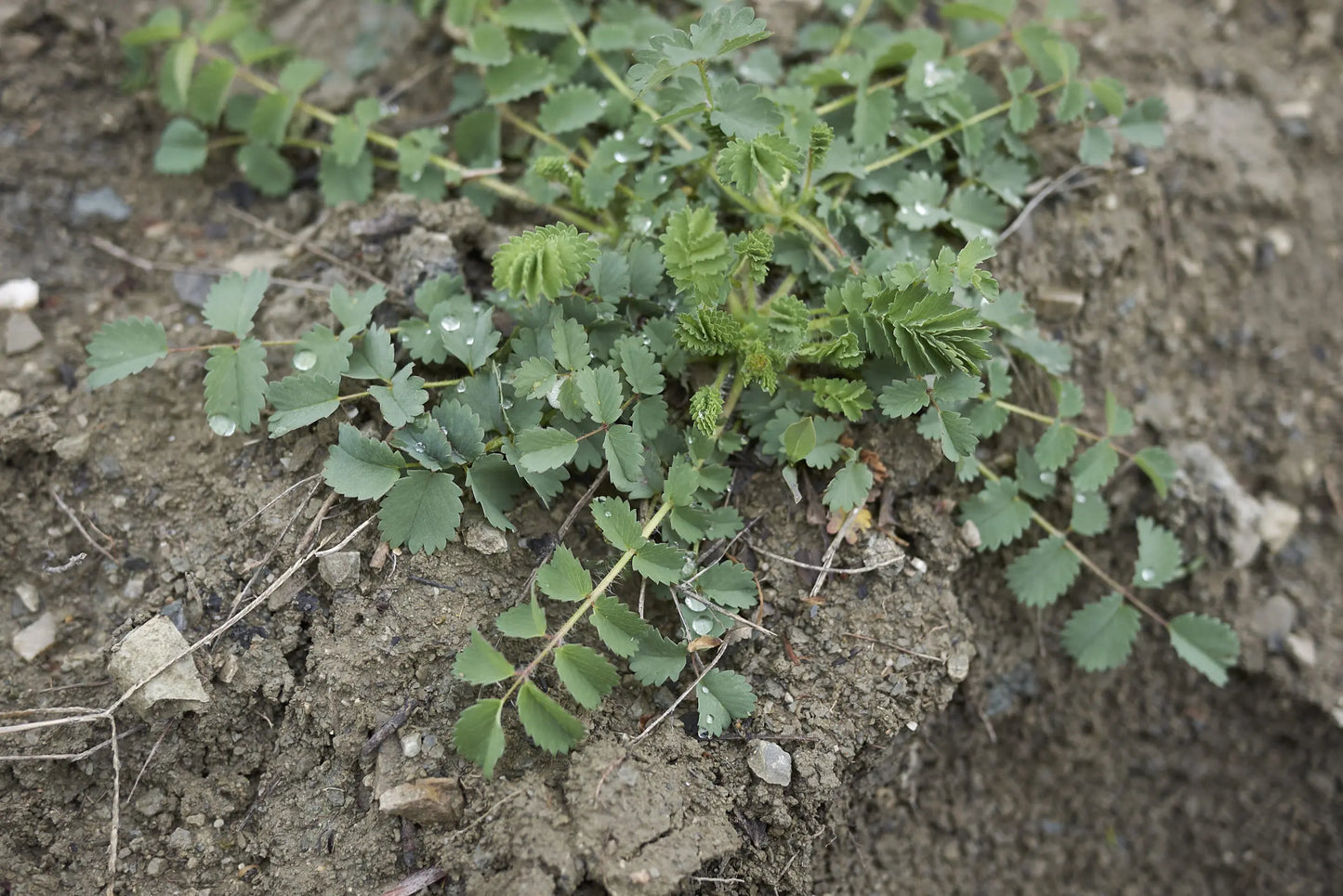 small burnett full grown from seed in Utah