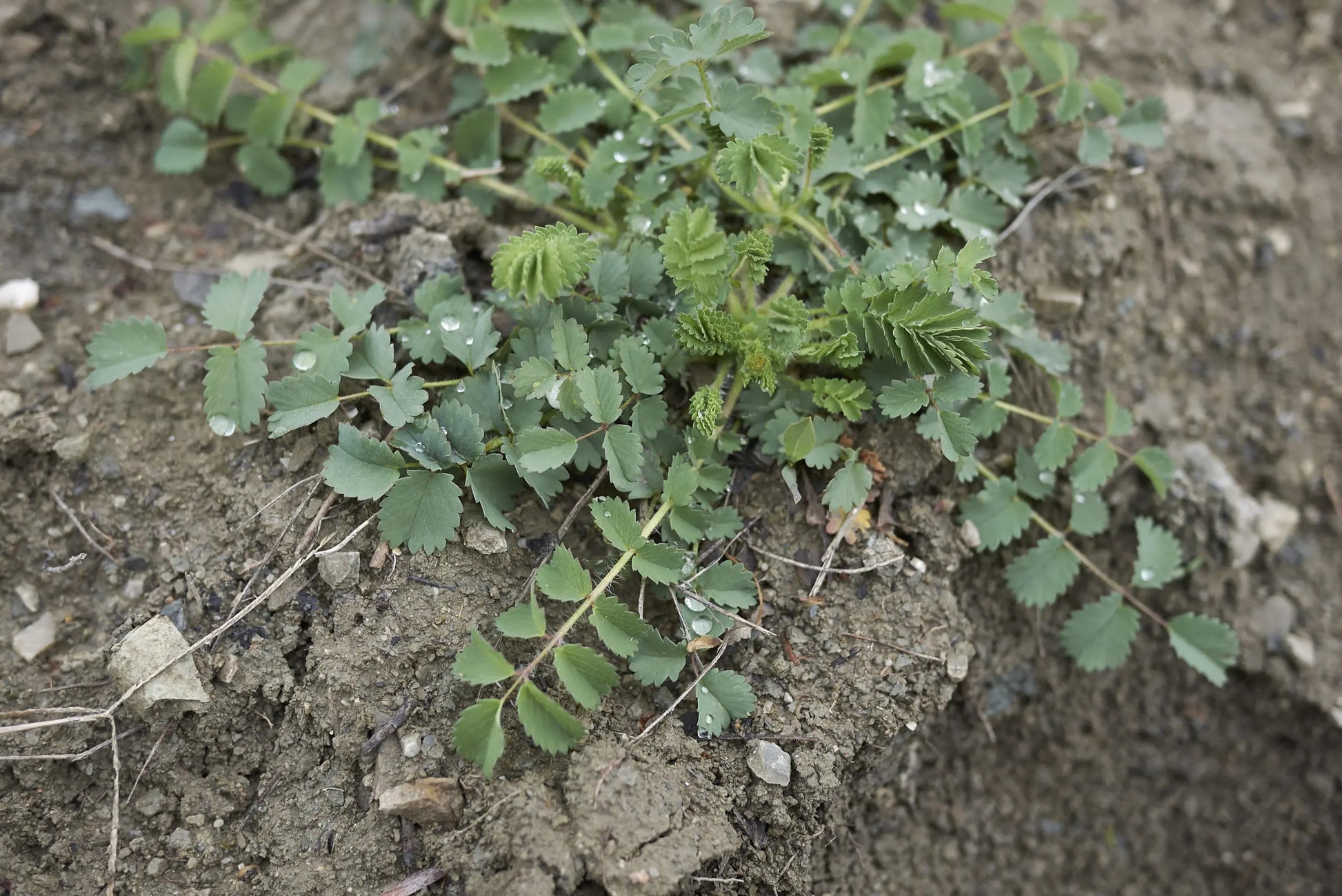 small burnett full grown from seed in Utah