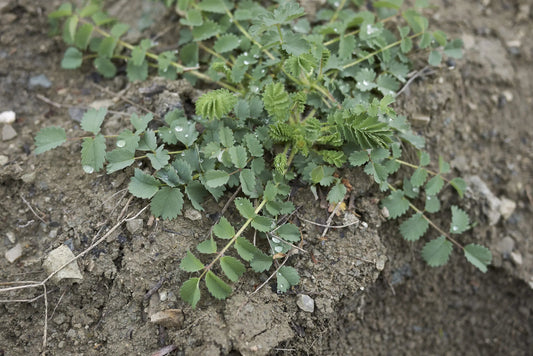 small burnett full grown from seed in Utah