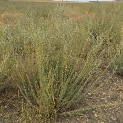snowstorm forage kochia full grown from seed in Utah