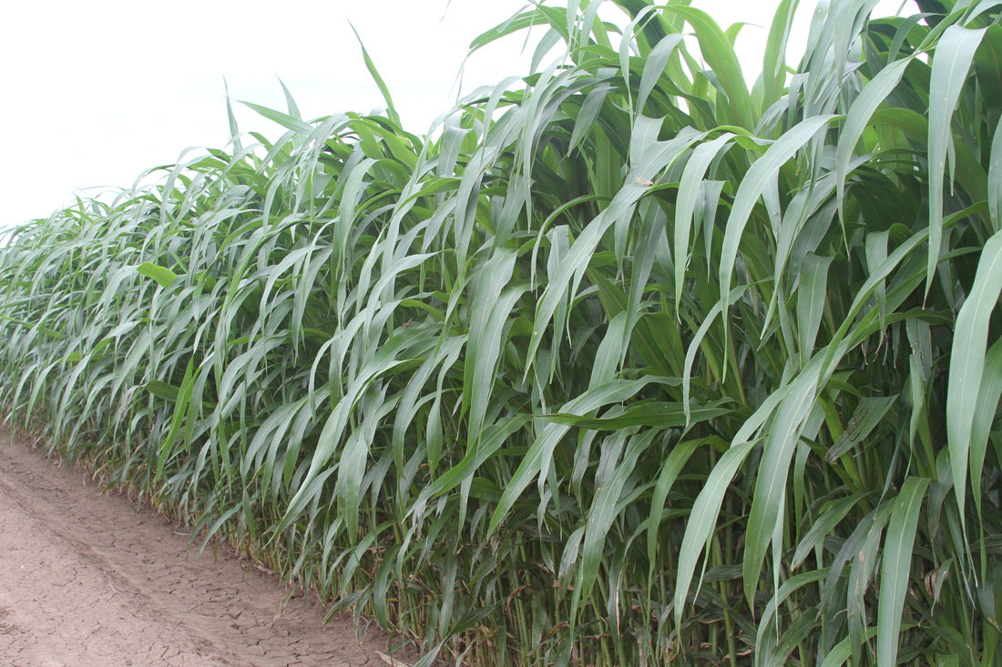 sorghum sudan nutri king full grown from seed in Utah