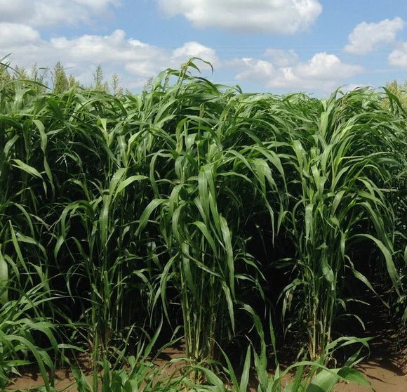 Sorghum sudan super sugar full grown from seed in Utah