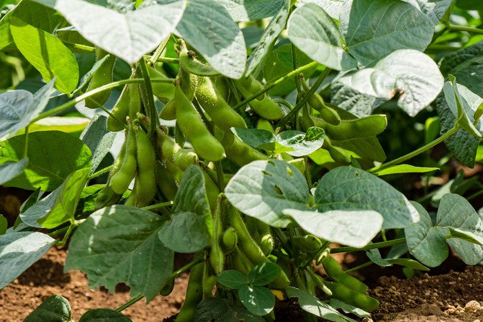 Soybeans full grown from seed in Utah