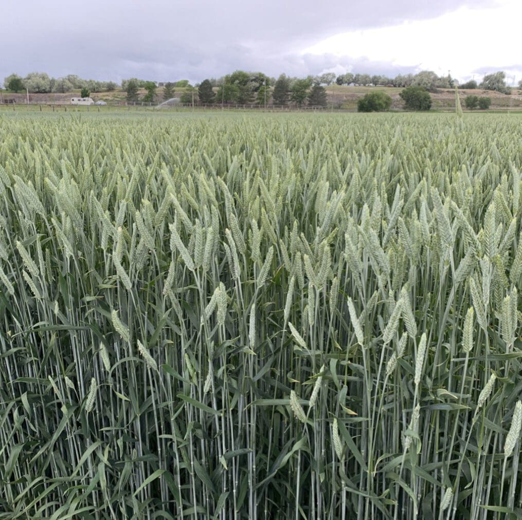 Gunner Spring Triticale full grown from seed in Utah