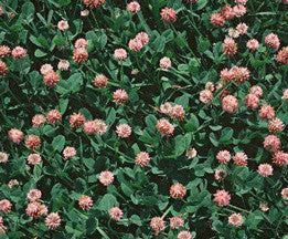 Strawberry clover full grown from seed in Utah