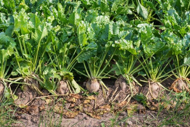 Sugar Beet full grown from seed in Utah