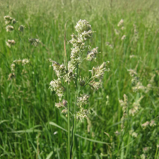 Sundown Orchardgrass full grown from seed in Utah