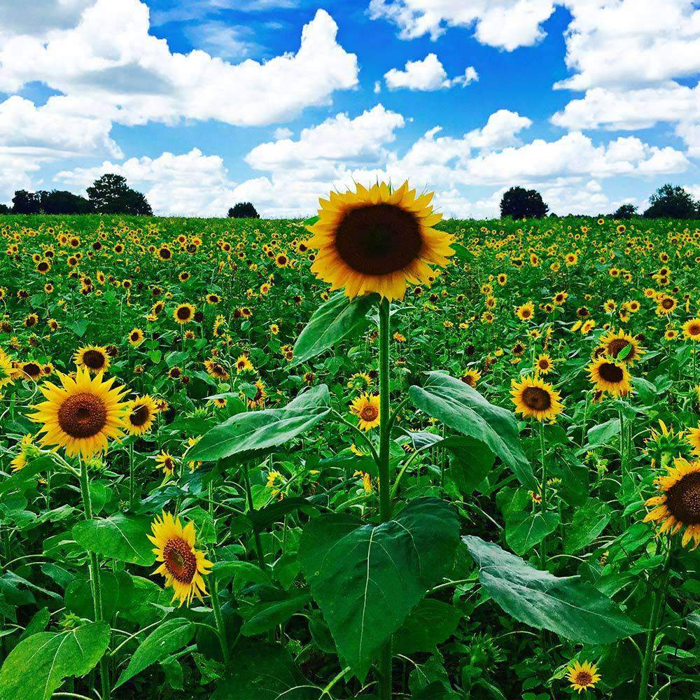 Sunflower full grown from seed in Utah