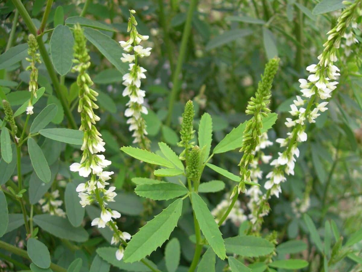 Sweet White clover full grown from seed in Utah