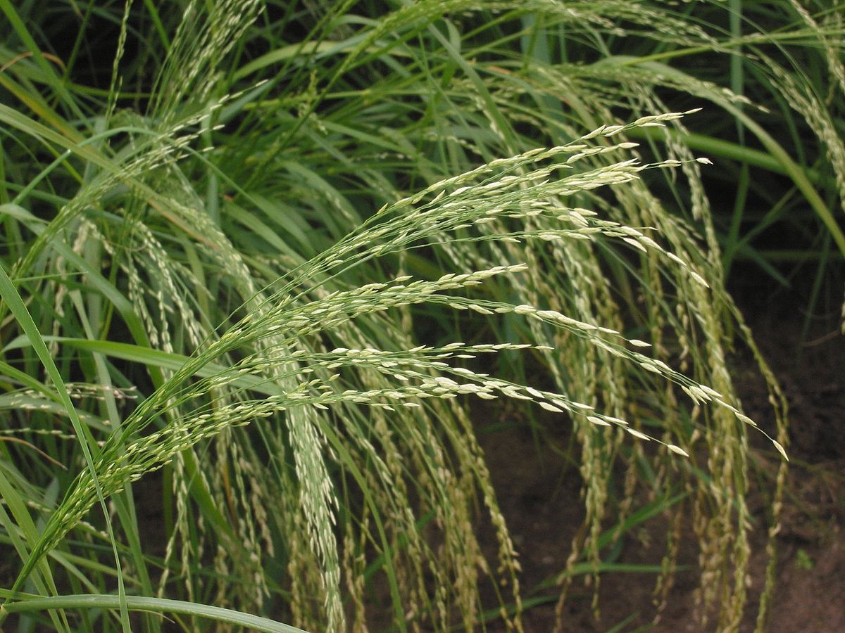 teff grass full grown from seed in Utah