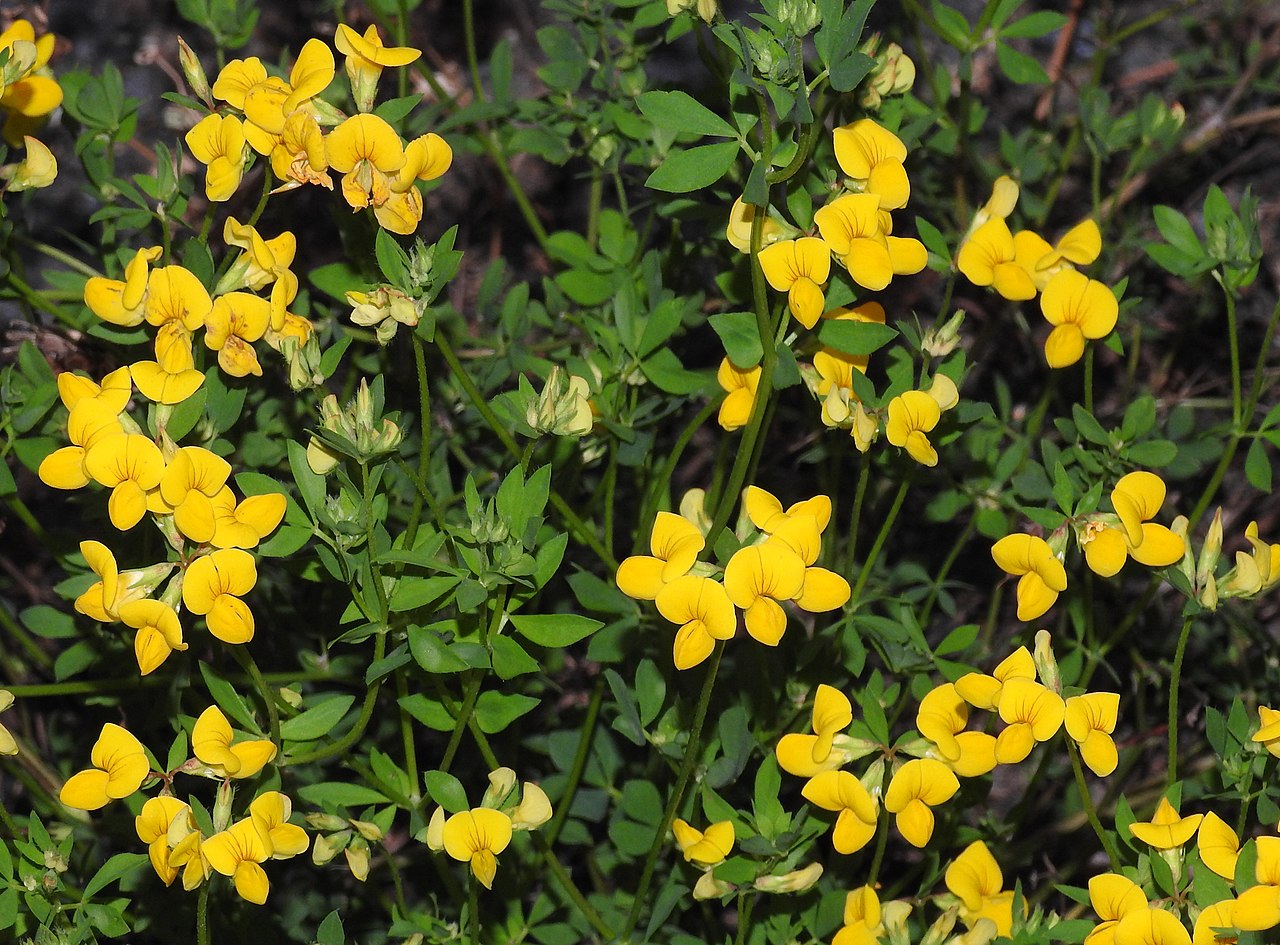 Birdsfoot trefoil full grown from seed in Utah