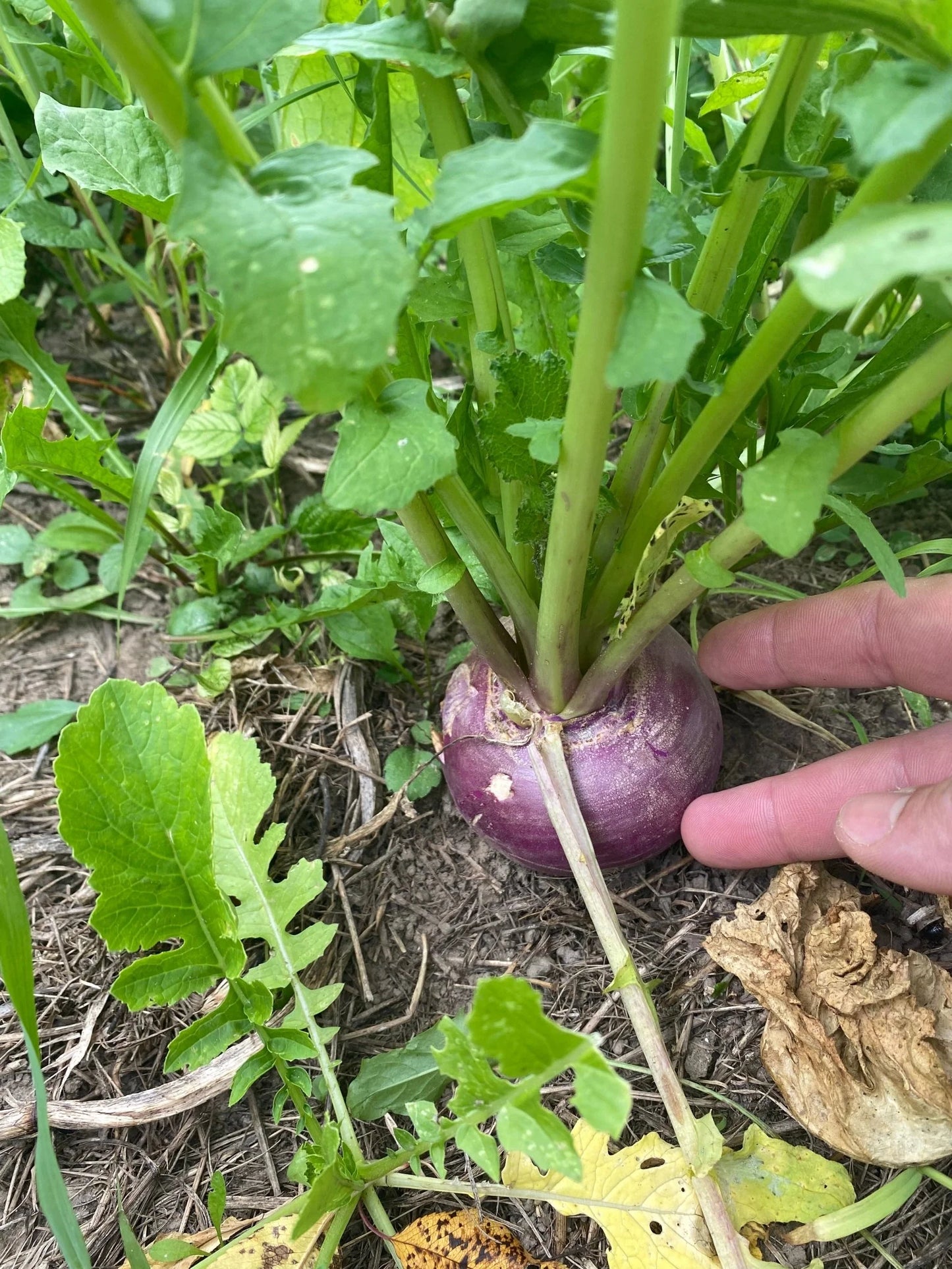 Purple Top Turnip full grown from seed in Utah