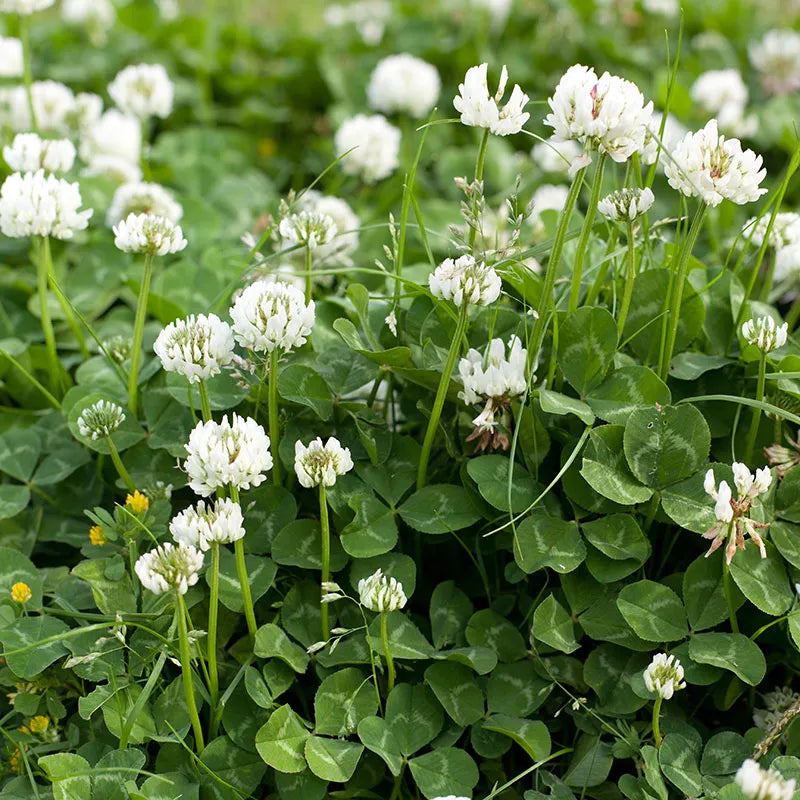 Ladino White Clover