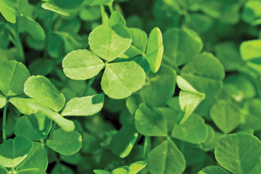Aberlasting White Clover full grown from seed in Utah