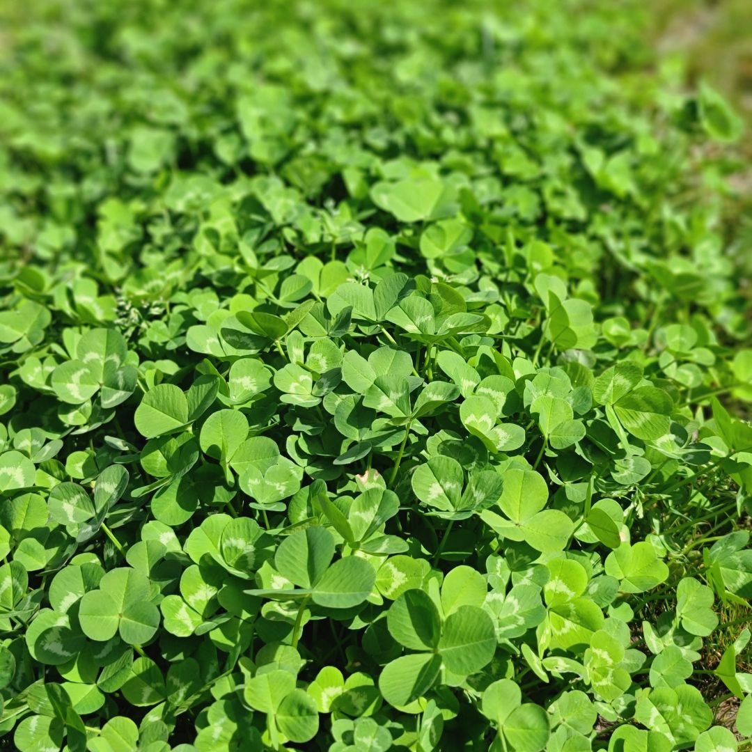 Domino White Clover full grown from seed in Utah
