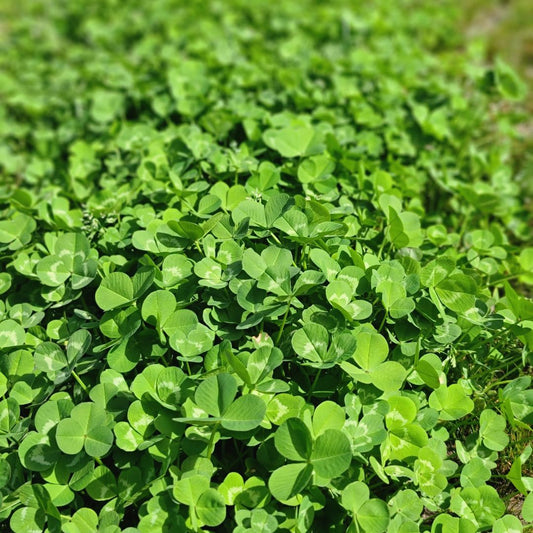 Domino White Clover full grown from seed in Utah
