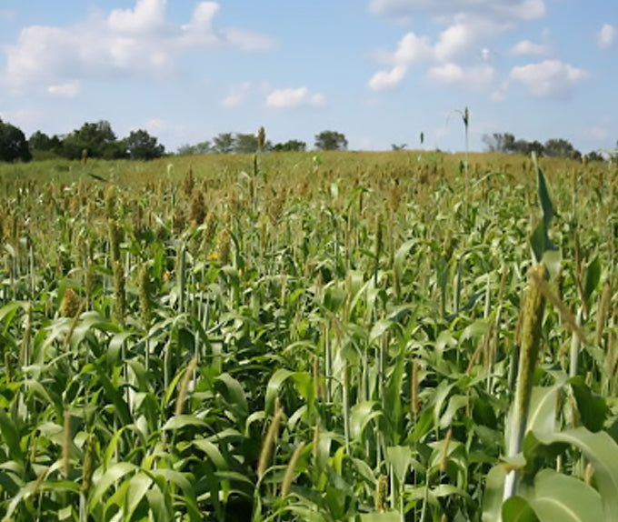 Wilder game sorghum full grown from seed in Utah