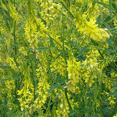 Yellow Blossom Sweet clover full grown from seed in Utah