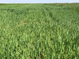 FX 1001 triticale full grown from seed in Utah