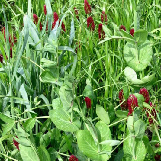 garden cover crop mix full grown from seed in Utah