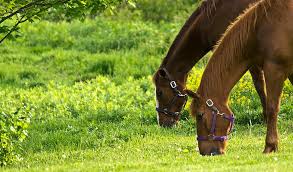 Horse pasture mix full grown from seed in Utah