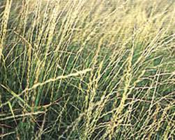 Manska Pubescent Wheatgrass full grown from seed in Utah