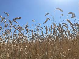 ovation wheat full grown from seed in Utah