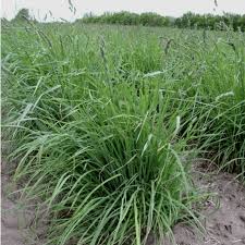 Paiute orchardgrass full grown from seed in Utah