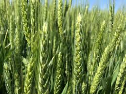 storm breaker wheat full grown from seed in Utah