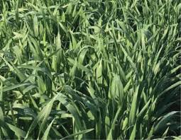 Surge triticale full grown from seed in Utah
