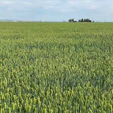 Valor barley full grown from seed in Utah